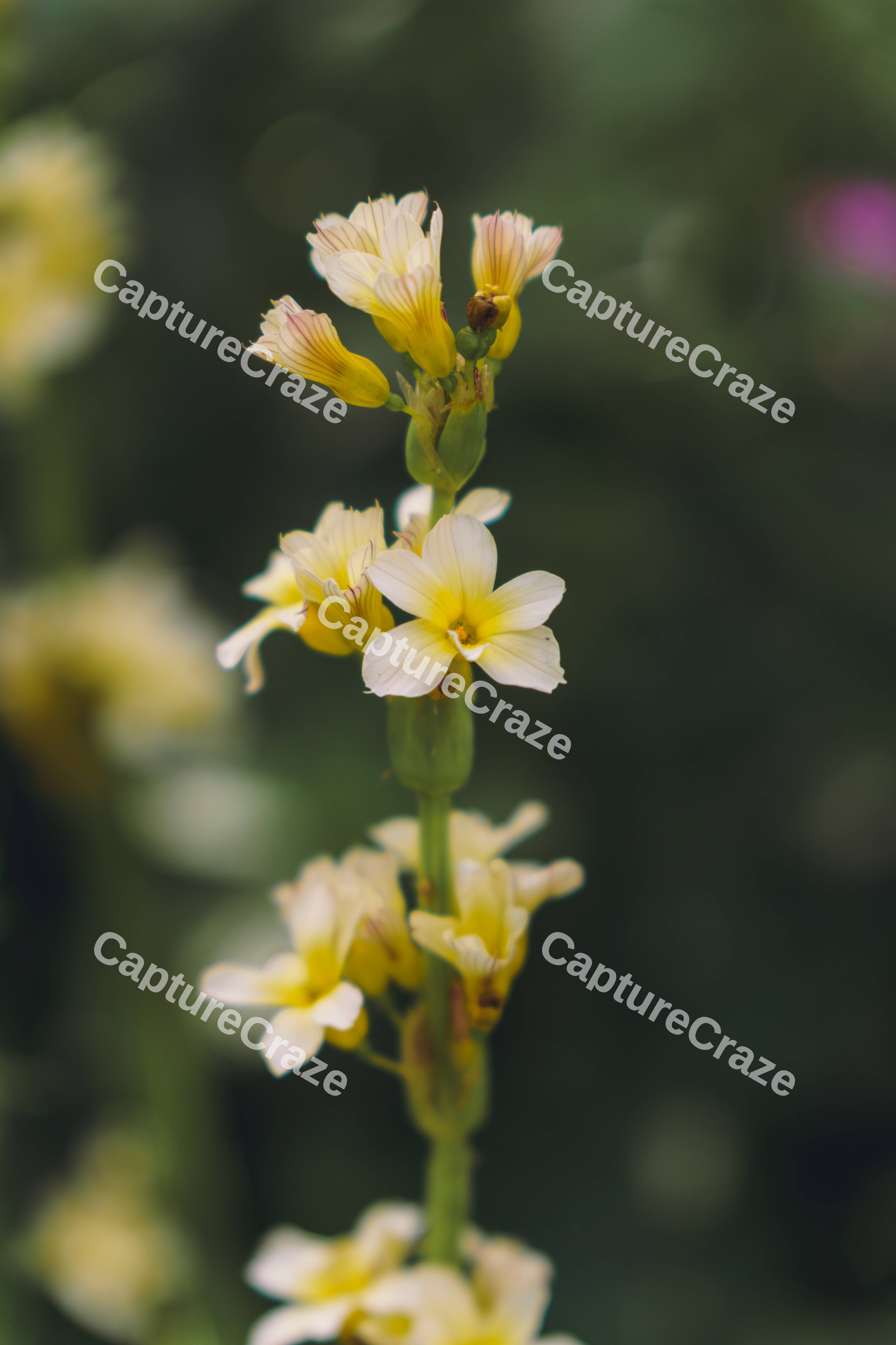 Sisyrinchium Standing Tall
